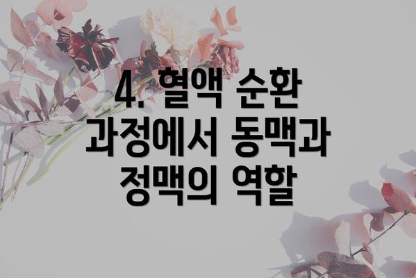 4. 혈액 순환 과정에서 동맥과 정맥의 역할