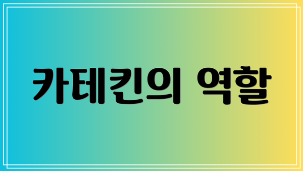카테킨의 역할