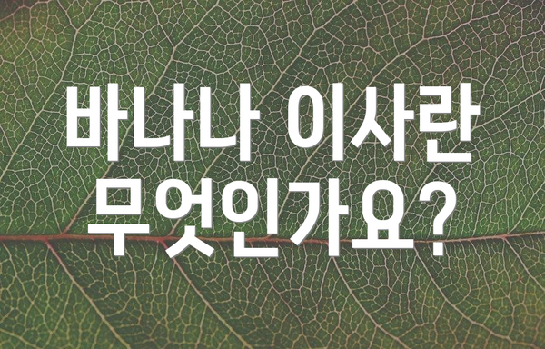 바나나 이사란 무엇인가요?